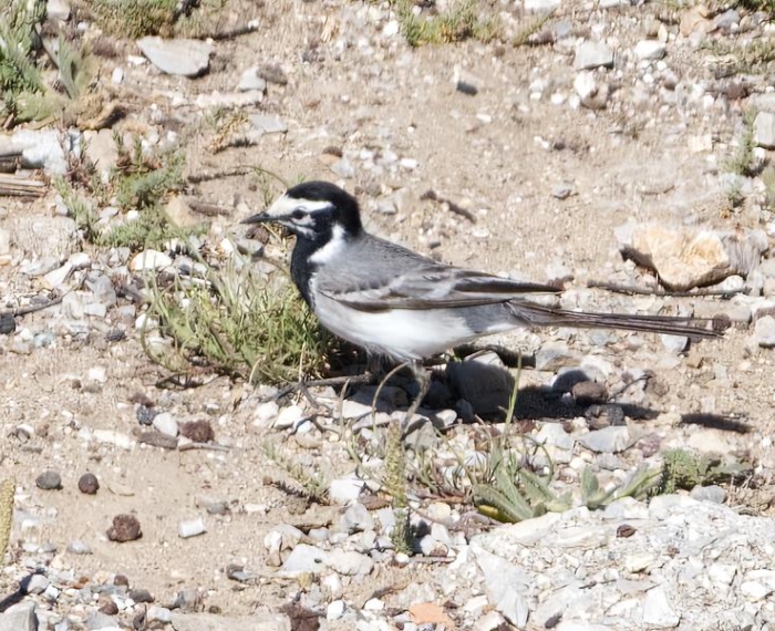 Moroccan Wagtail R. Perez