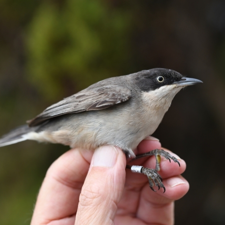Orphean Warbler.