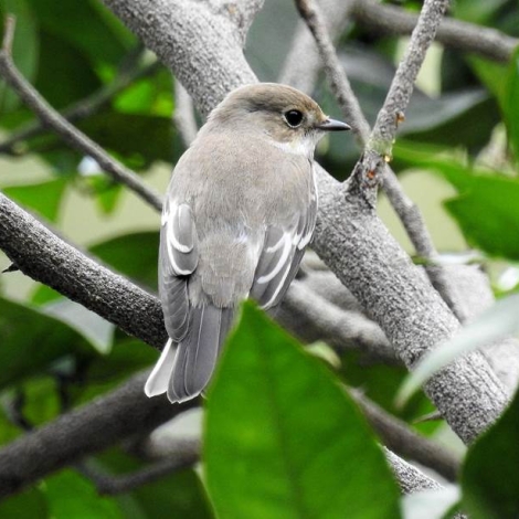 Pied Flycatcher