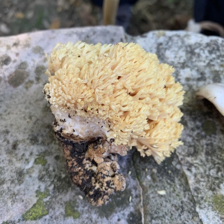Ramaria