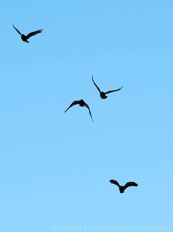 The two local Ravens chasing off two intruders