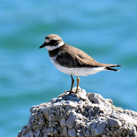 Ringed Plover adult