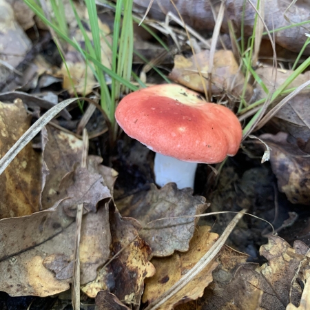 Russula sp1