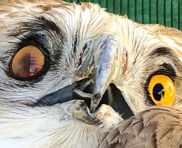 Damaged eye of a Short-toed Eagle