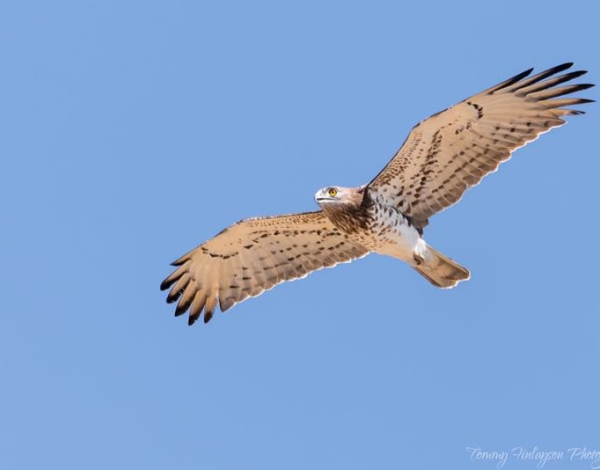 Short-toed Eagle    T. Finlayson