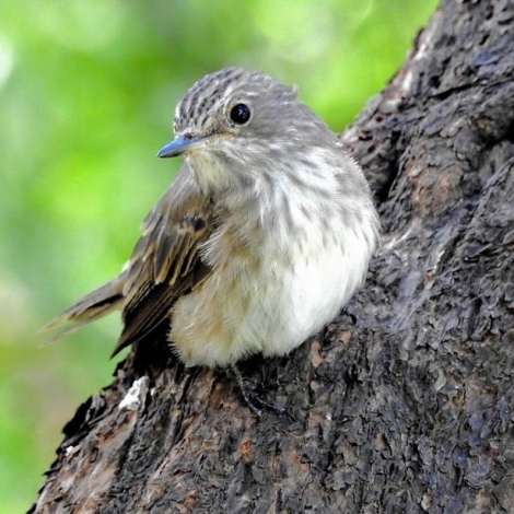 Spotted Flycatcher