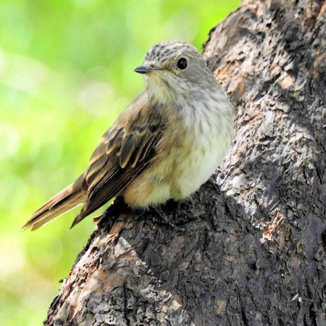 Spotted Flycatcher
