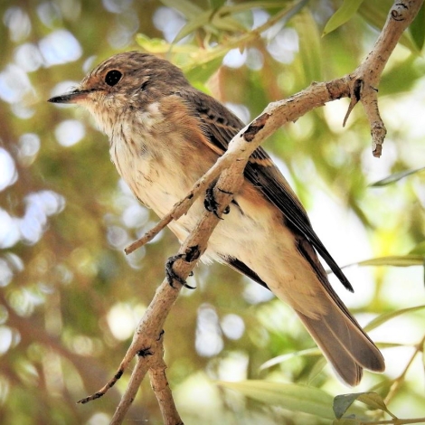 Spotted Flycatcher