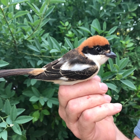 Woodchat Shrike.