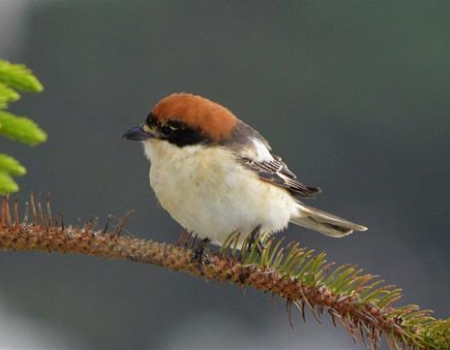 Woodchat Shrike                  P. Rocca