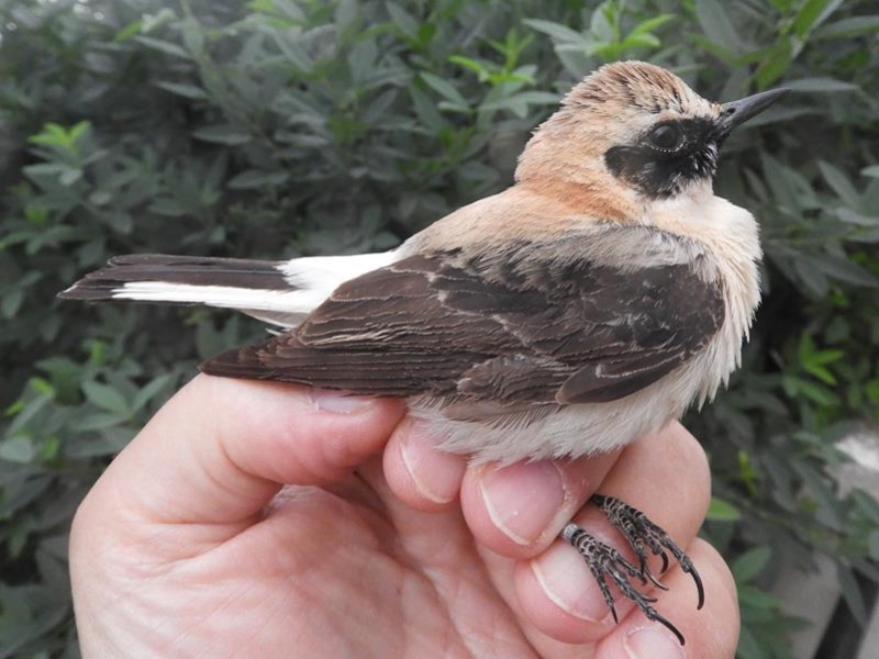 2y male Black-eared Wheatear. Unmoulted primaries and secondaries but fresh inner greater coverts, and some median coverts.