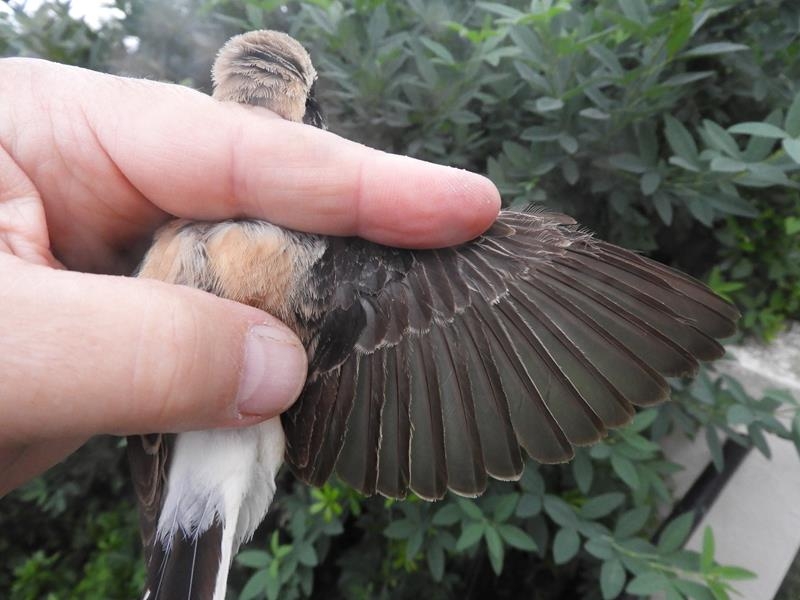 2y male Black-eared Wheatear, showing new inner greater coverts and median coverts.