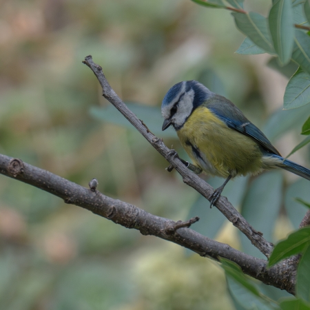 Ringed Blue Tit