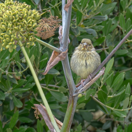 Greenfinch