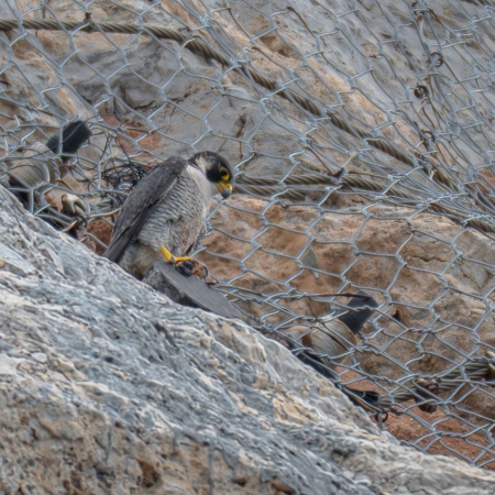 Peregrine
