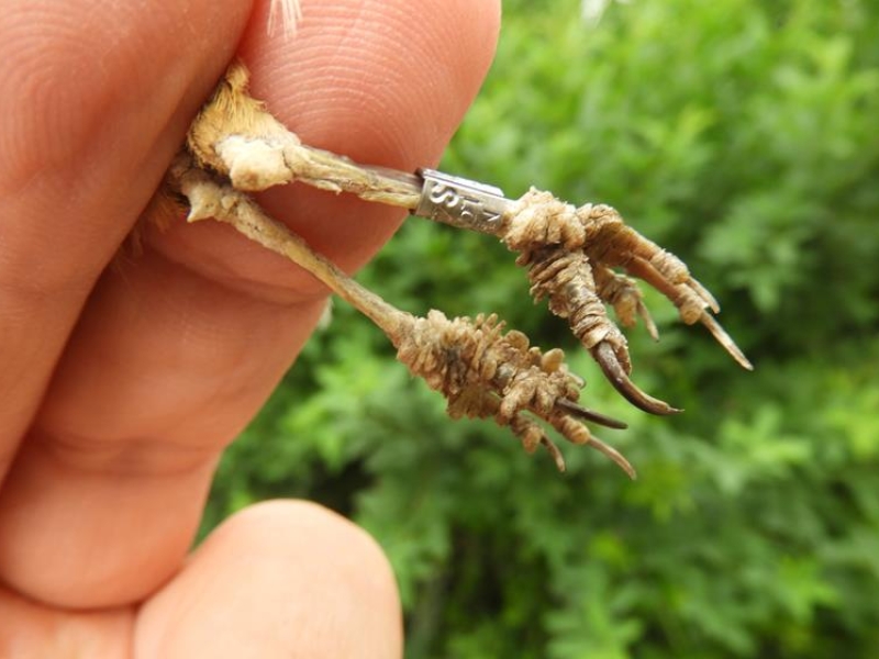 This Sedge Warbler had unusual growth on all toes including spurs on tarsi.