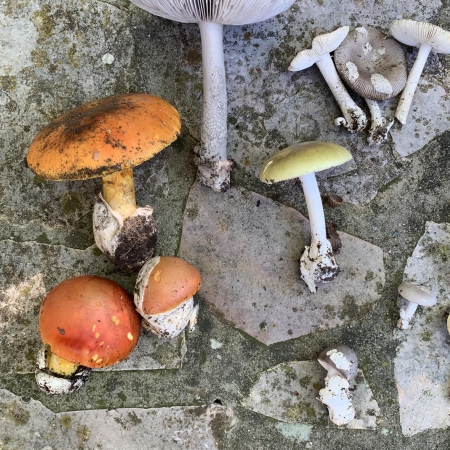 Selection Of Amanita