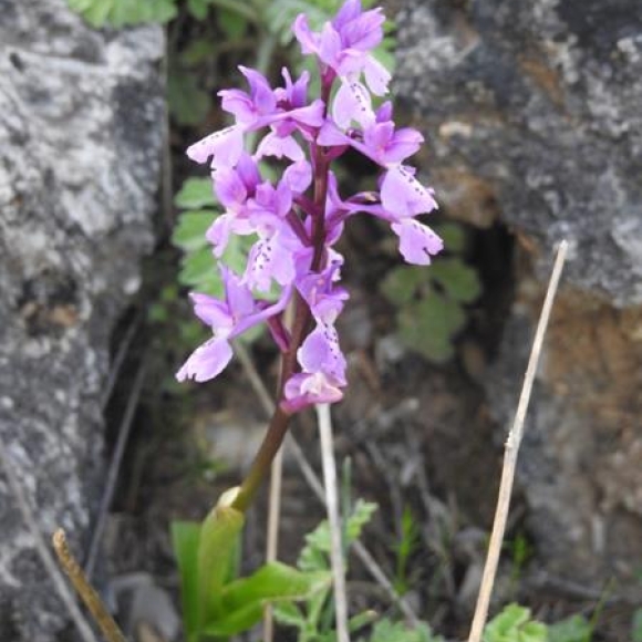 Orchid sp.