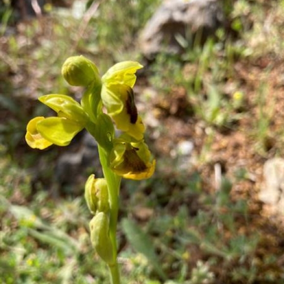 Yellow-bee Orchid