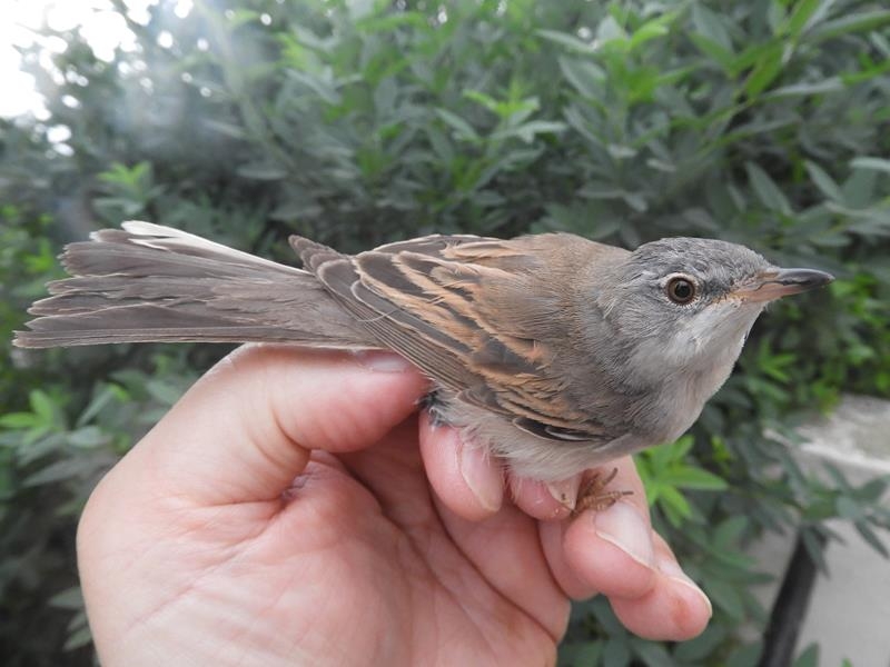 2Y male Whitethroat. Worn remiges and retrices.