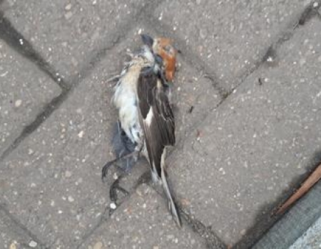 Woodchat Shrike found dead.  A cat kill!              P. Rocca