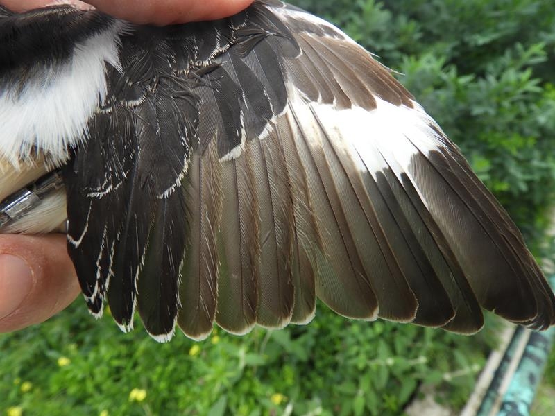 2y male Woodchat Shrike wing shows moult strategy better with new tertials and two inner secondaries, and new p1-p6, p7-p9 old, and primary coverts old.