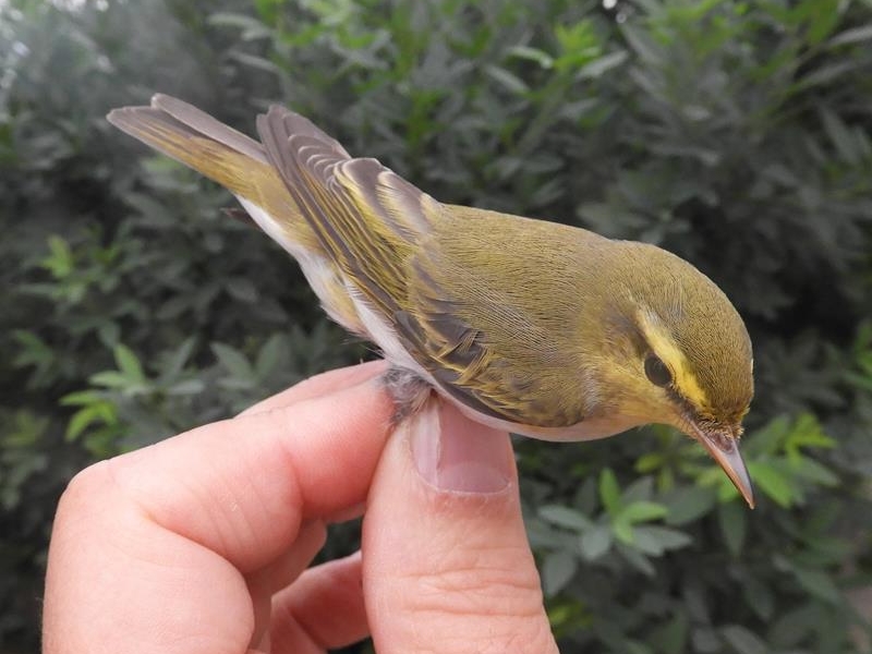 Wood Warbler.  Another view of the primary projection and strong yellow supercilium, and bright upperparts.